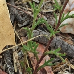 Brachyscome rigidula at Googong, NSW - 10 Mar 2016 02:28 PM