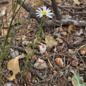 Brachyscome rigidula at Googong, NSW - 10 Mar 2016 02:28 PM