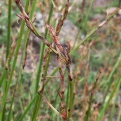 Lepidosperma laterale (Variable Sword Sedge) at Googong, NSW - 20 Feb 2016 by Wandiyali