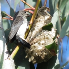 Dicaeum hirundinaceum (Mistletoebird) at Conder, ACT - 18 Nov 2012 by JohnBundock