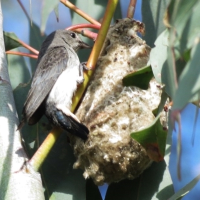 Dicaeum hirundinaceum (Mistletoebird) at Conder, ACT - 18 Nov 2012 by JohnBundock