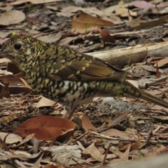 Zoothera lunulata (Bassian Thrush) at Termeil, NSW - 10 Mar 2016 by JohnBundock