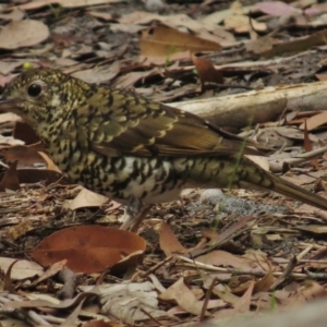 Zoothera lunulata at Termeil, NSW - 10 Mar 2016 12:00 AM