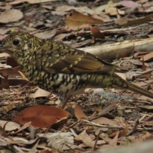 Zoothera lunulata at Termeil, NSW - 10 Mar 2016