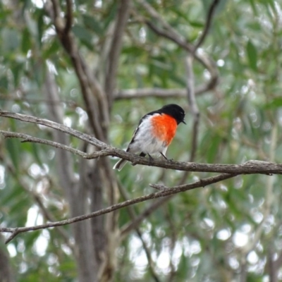 Petroica boodang (Scarlet Robin) at Majura, ACT - 15 Mar 2016 by AaronClausen