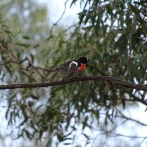 Petroica boodang at Majura, ACT - 15 Mar 2016 01:35 PM