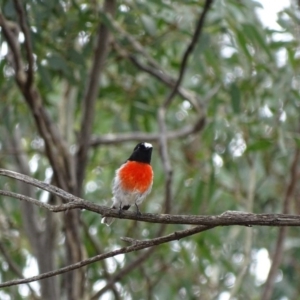 Petroica boodang at Majura, ACT - 15 Mar 2016 01:35 PM