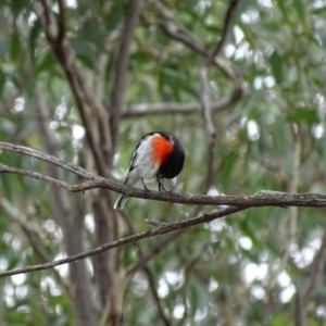 Petroica boodang at Majura, ACT - 15 Mar 2016 01:35 PM