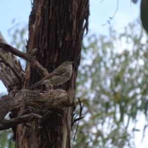 Pachycephala pectoralis at Majura, ACT - 15 Mar 2016 01:37 PM