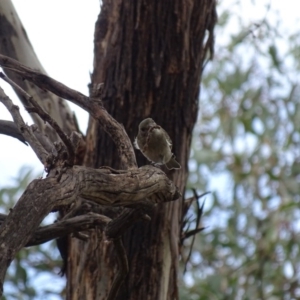 Pachycephala pectoralis at Majura, ACT - 15 Mar 2016 01:37 PM