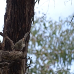 Pachycephala pectoralis at Majura, ACT - 15 Mar 2016