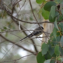 Rhipidura albiscapa (Grey Fantail) at Mount Majura - 15 Mar 2016 by AaronClausen