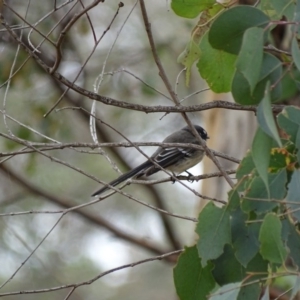 Rhipidura albiscapa at Majura, ACT - 15 Mar 2016