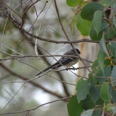 Rhipidura albiscapa (Grey Fantail) at Mount Majura - 15 Mar 2016 by AaronClausen