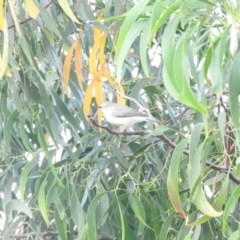 Gerygone fusca (Western Gerygone) at McQuoids Hill - 14 Mar 2016 by ArcherCallaway