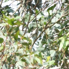 Gerygone fusca (Western Gerygone) at Mulligans Flat - 12 Mar 2016 by RyuCallaway