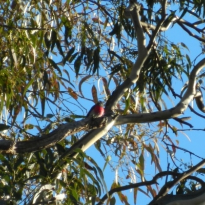 Petroica rosea (Rose Robin) at Fadden, ACT - 16 May 2015 by RyuCallaway