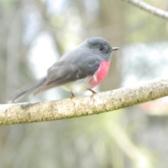 Petroica rosea (Rose Robin) at Fadden Hills Pond - 1 Aug 2015 by ArcherCallaway