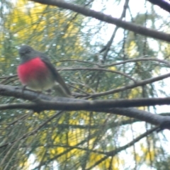 Petroica rosea (Rose Robin) at Fadden Hills Pond - 22 Aug 2015 by ArcherCallaway