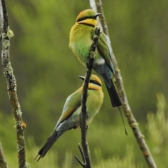 Merops ornatus (Rainbow Bee-eater) at Uriarra Recreation Reserve - 2 Nov 2015 by JohnBundock