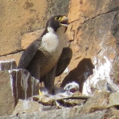 Falco peregrinus (Peregrine Falcon) at Bullen Range - 24 Oct 2014 by JohnBundock