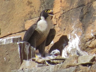 Falco peregrinus (Peregrine Falcon) at Kambah, ACT - 24 Oct 2014 by JohnBundock