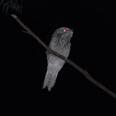 Podargus strigoides (Tawny Frogmouth) at Gowrie, ACT - 9 Feb 2016 by ArcherCallaway