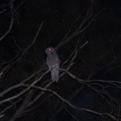 Podargus strigoides (Tawny Frogmouth) at Fadden, ACT - 13 Mar 2016 by RyuCallaway