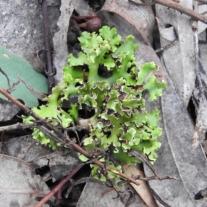 Heterodea sp. at Fadden, ACT - 12 Mar 2016