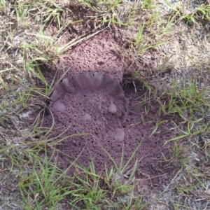 Calvatia sp. at Sutton, NSW - 13 Mar 2016