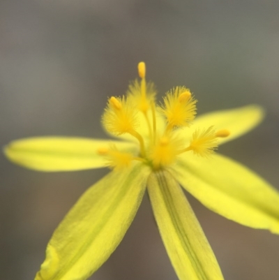 Tricoryne elatior (Yellow Rush Lily) at Mount Majura - 15 Mar 2016 by AaronClausen