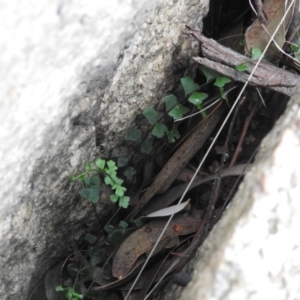 Asplenium flabellifolium at McQuoids Hill - 14 Mar 2016 09:10 AM