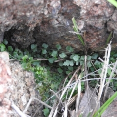 Asplenium flabellifolium (Necklace Fern) at McQuoids Hill - 13 Mar 2016 by ArcherCallaway