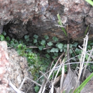 Asplenium flabellifolium at McQuoids Hill - 14 Mar 2016 09:07 AM