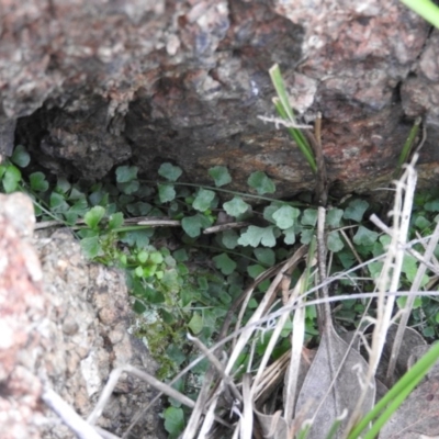 Asplenium flabellifolium (Necklace Fern) at McQuoids Hill - 14 Mar 2016 by ArcherCallaway