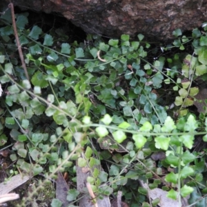 Asplenium flabellifolium at McQuoids Hill - 14 Mar 2016 09:04 AM