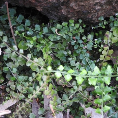 Asplenium flabellifolium (Necklace Fern) at McQuoids Hill - 13 Mar 2016 by ArcherCallaway