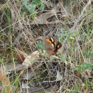 Heteronympha merope at McQuoids Hill - 14 Mar 2016 08:55 AM