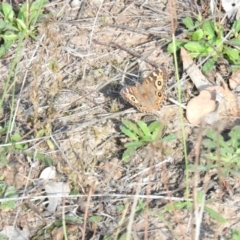 Junonia villida (Meadow Argus) at McQuoids Hill - 13 Mar 2016 by ArcherCallaway