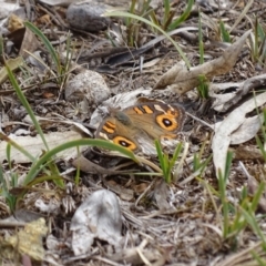 Junonia villida (Meadow Argus) at Majura, ACT - 15 Mar 2016 by AaronClausen