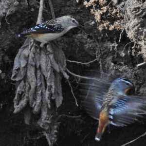 Pardalotus punctatus at Kambah, ACT - 9 Jul 2015