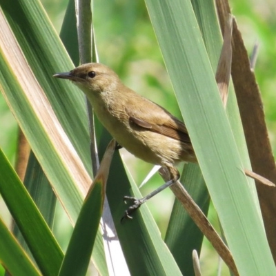 Acrocephalus australis (Australian Reed-Warbler) at Fyshwick, ACT - 5 Mar 2014 by JohnBundock