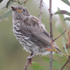 Pachycephala rufiventris at Greenway, ACT - 5 Jan 2016