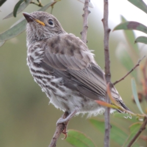 Pachycephala rufiventris at Greenway, ACT - 5 Jan 2016