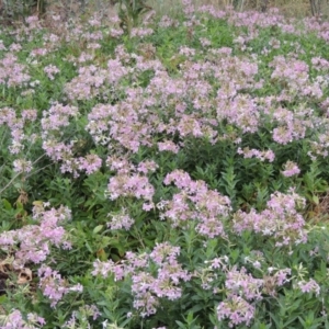 Saponaria officinalis at Greenway, ACT - 5 Jan 2016 08:00 PM