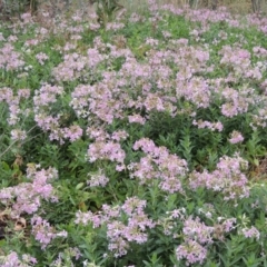 Saponaria officinalis (Soapwort, Bouncing Bet) at Pine Island to Point Hut - 5 Jan 2016 by michaelb
