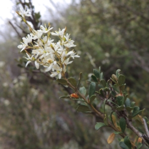 Bursaria spinosa at Greenway, ACT - 5 Jan 2016