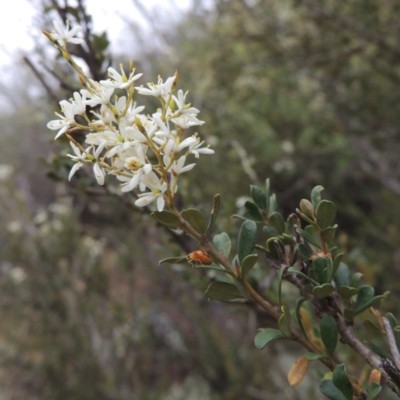 Bursaria spinosa (Native Blackthorn, Sweet Bursaria) at Greenway, ACT - 5 Jan 2016 by michaelb