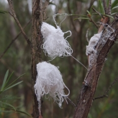 Callococcus acaciae (Burgan woolly scale) at Pine Island to Point Hut - 5 Jan 2016 by MichaelBedingfield