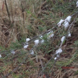 Callococcus acaciae at Greenway, ACT - 5 Jan 2016